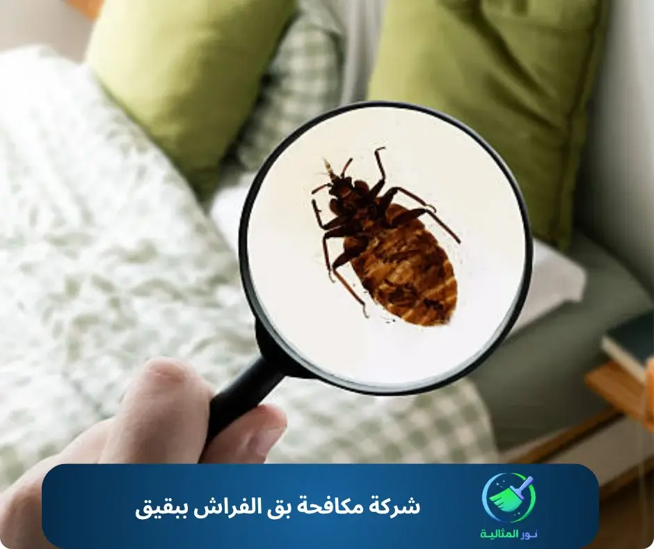 شركة مكافحة بق الفراش ببقيق