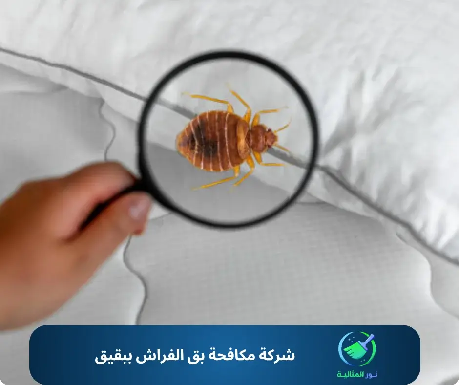 شركة مكافحة بق الفراش ببقيق