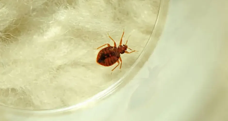 شركة مكافحة بق الفراش ببقيق