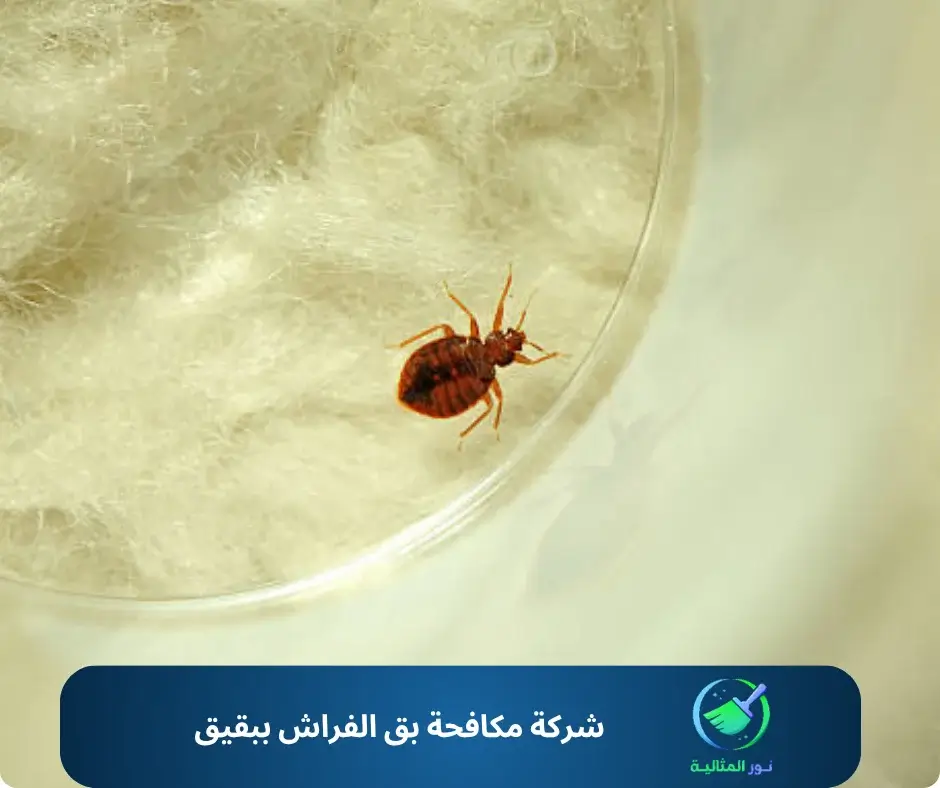 شركة مكافحة بق الفراش ببقيق