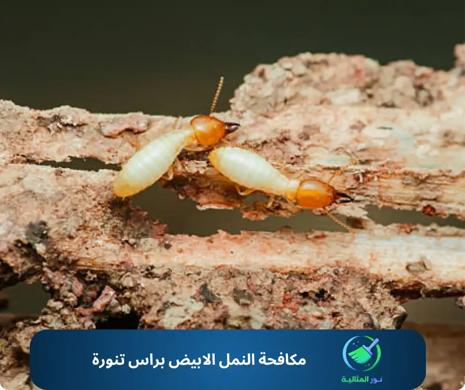 مكافحة النمل الابيض براس تنورة 