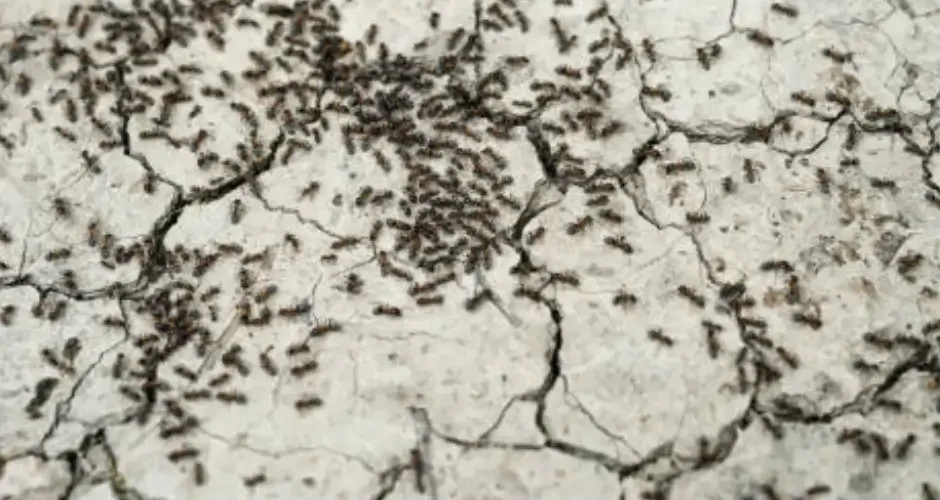 شركة مكافحة النمل الابيض بسيهات