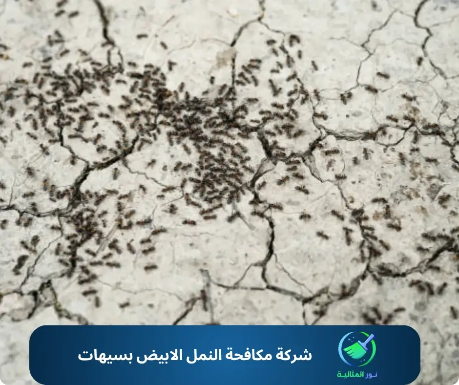 شركة مكافحة النمل الابيض بسيهات