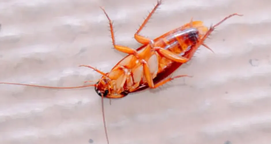 شركة مكافحة الصراصير بسيهات