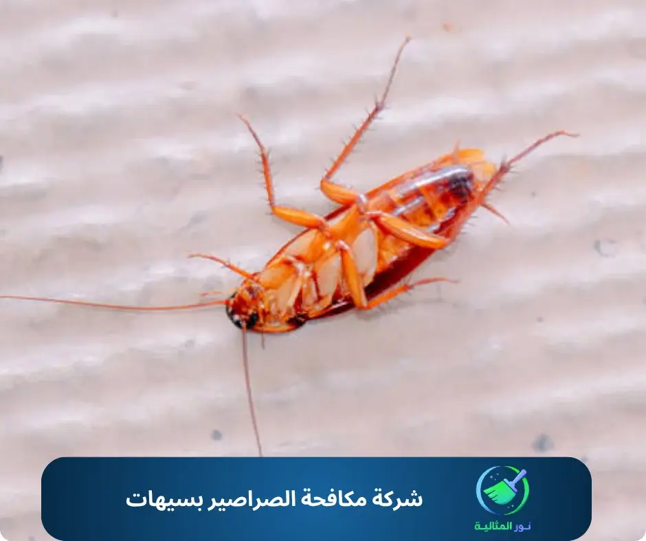 شركة مكافحة الصراصير بسيهات