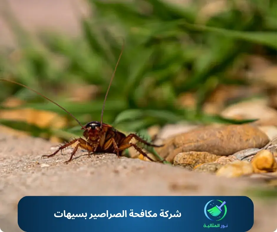 شركة مكافحة الصراصير بسيهات