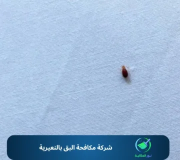 شركة مكافحة البق بالنعيرية