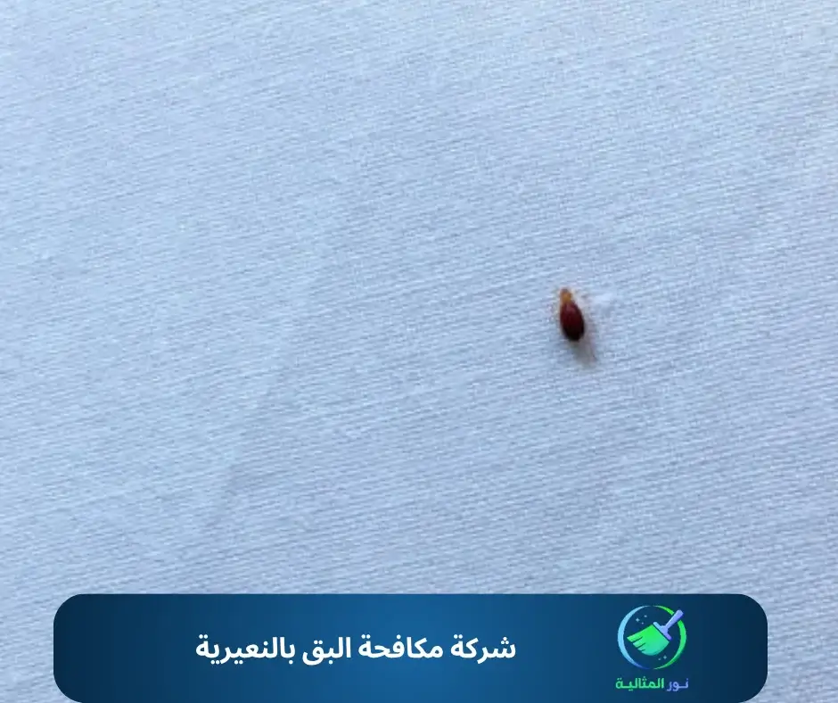 شركة مكافحة البق بالنعيرية