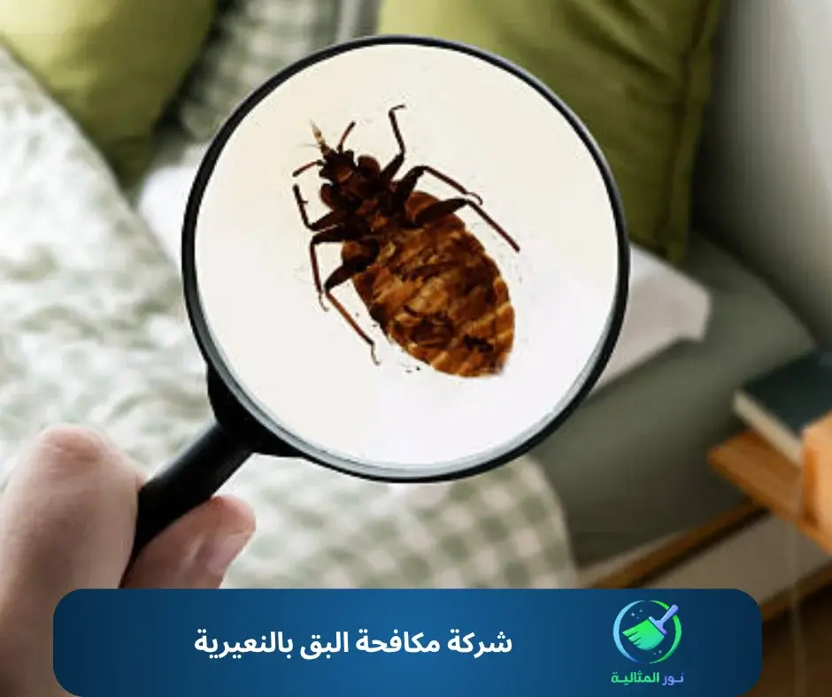 شركة مكافحة البق بالنعيرية