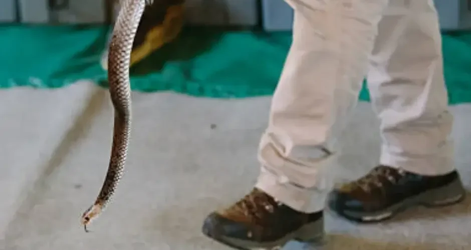 شركة مكافحة الثعابين بالجبيل