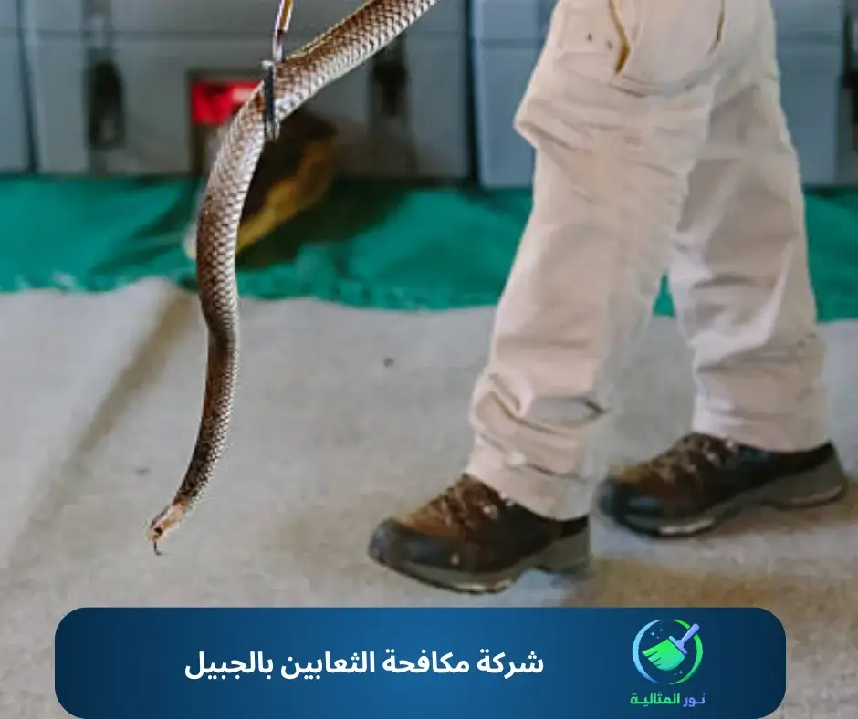 شركة مكافحة الثعابين بالجبيل