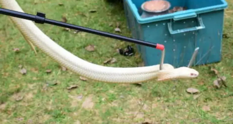 شركة مكافحة الثعابين بالنعيرية