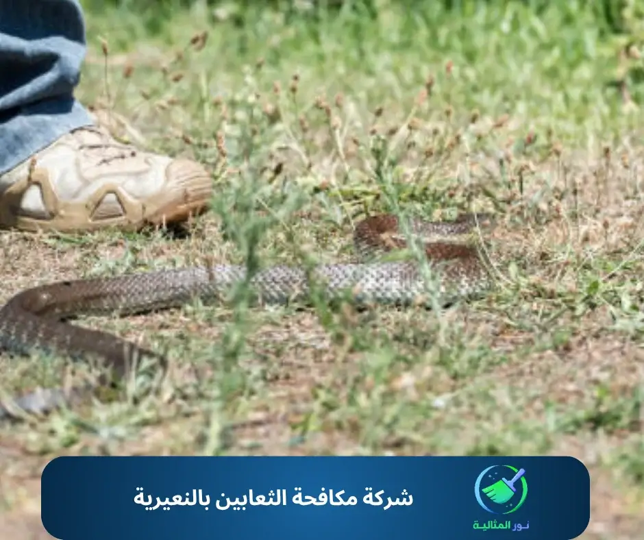 شركة مكافحة الثعابين بالنعيرية