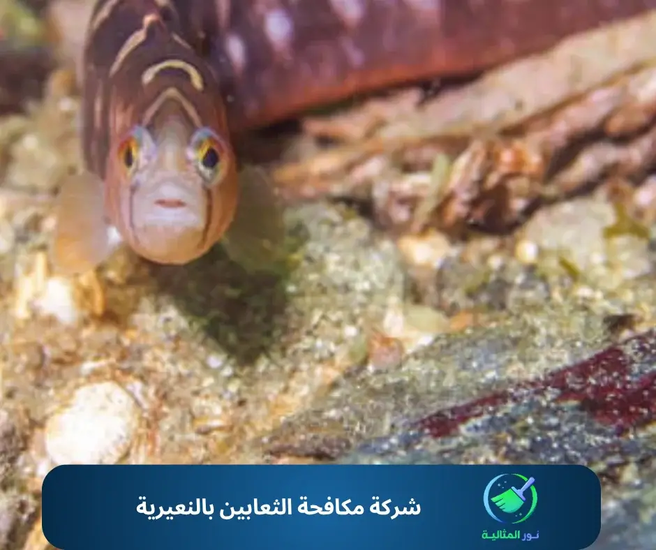 شركة مكافحة الثعابين بالنعيرية