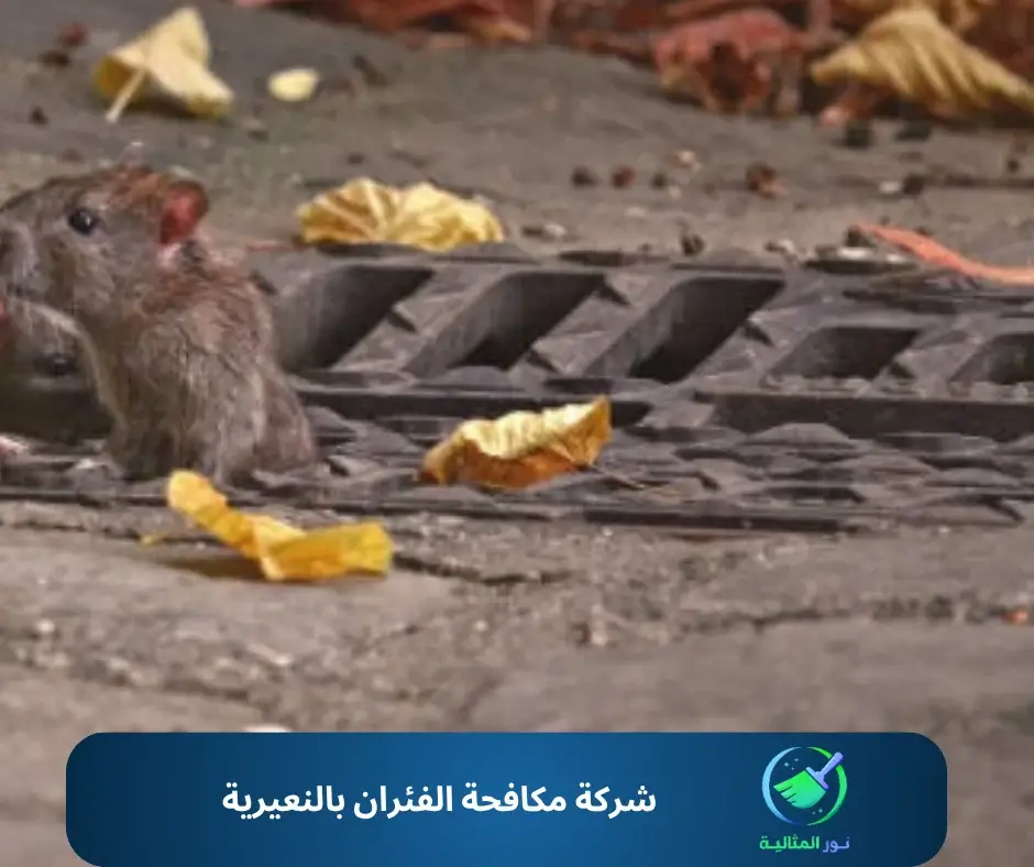 شركة مكافحة الفئران بالنعيرية