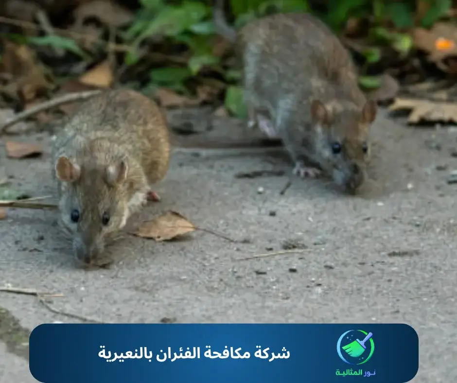 شركة مكافحة الفئران بالنعيرية