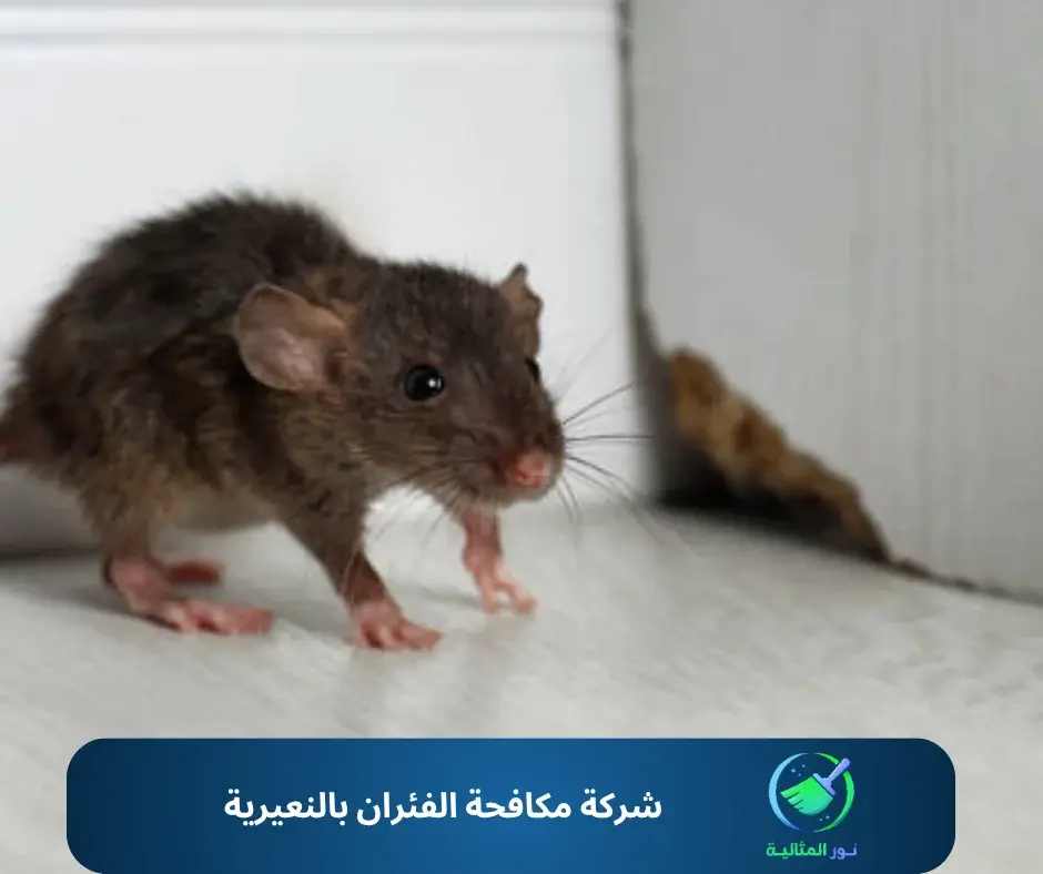 شركة مكافحة الفئران بالنعيرية