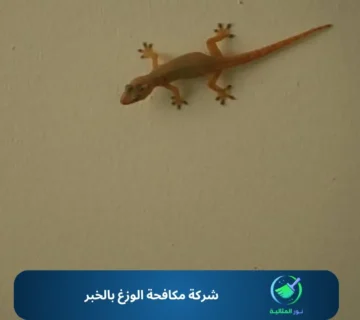 شركة مكافحة الوزغ بالخبر