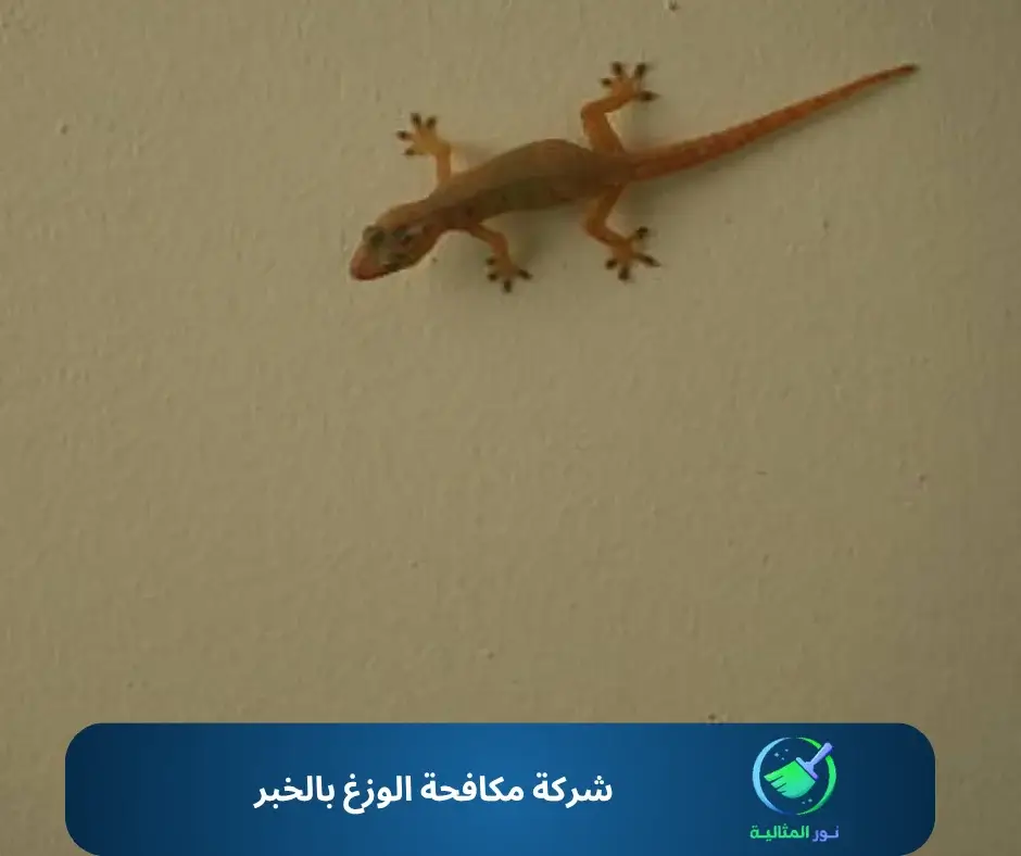 شركة مكافحة الوزغ بالخبر