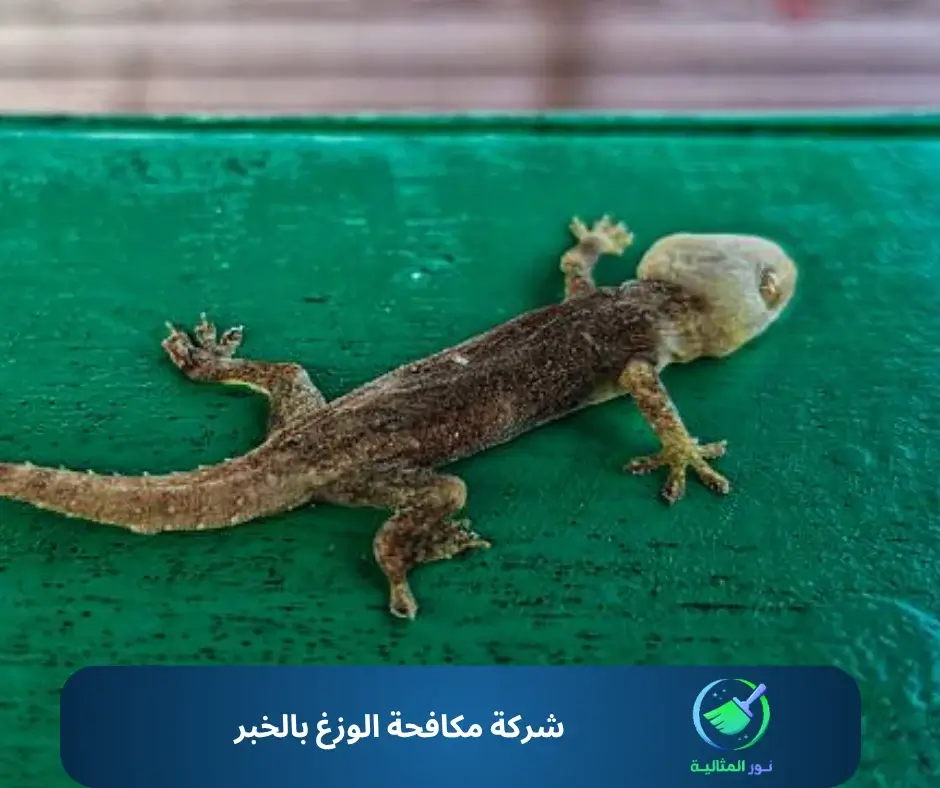  شركة مكافحة الوزغ بالخبر