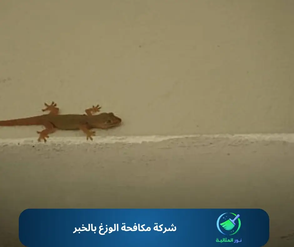 شركة مكافحة الوزغ بالخبر