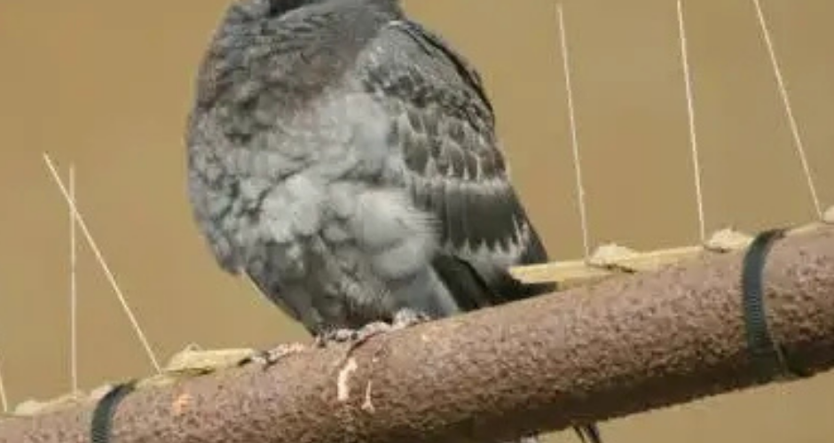 شركة تركيب طارد الحمام بالظهران