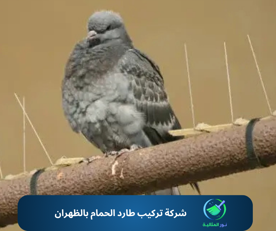 شركة تركيب طارد الحمام بالظهران