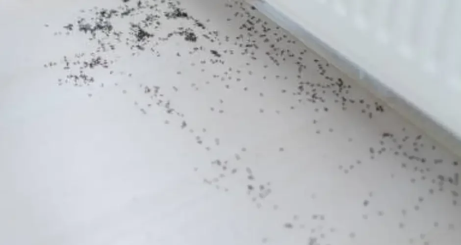 شركة مكافحة ذباب بالدمام