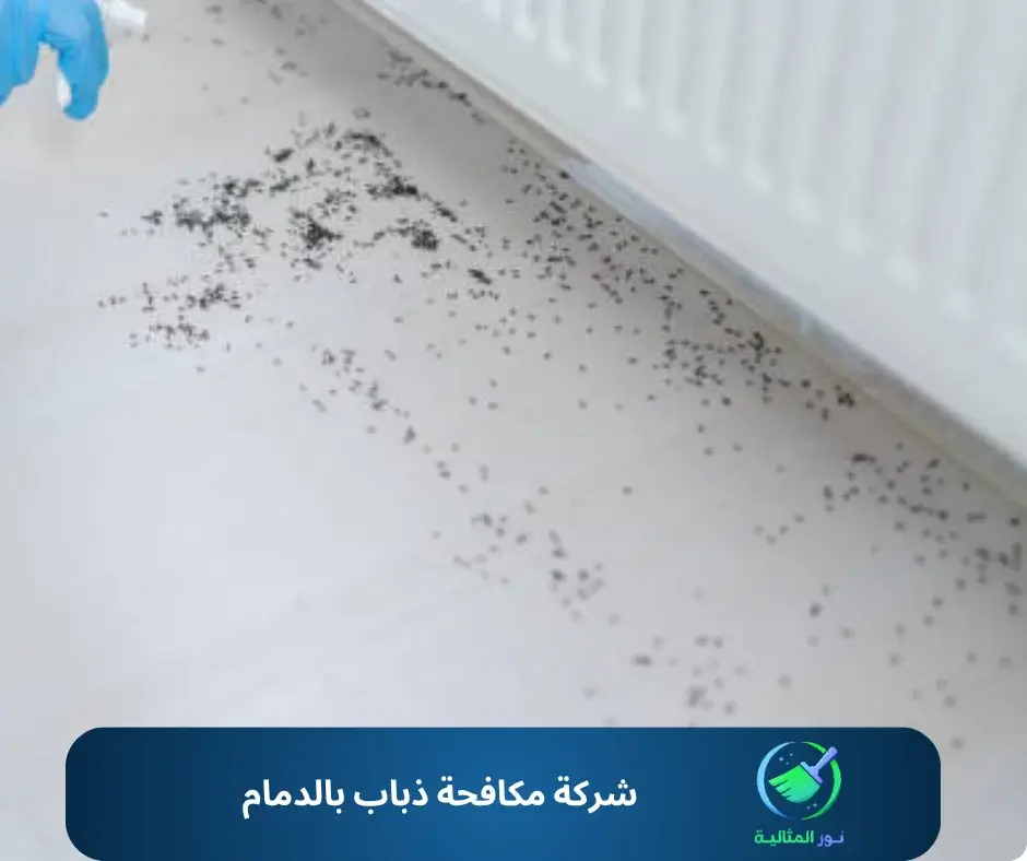 شركة مكافحة ذباب بالدمام