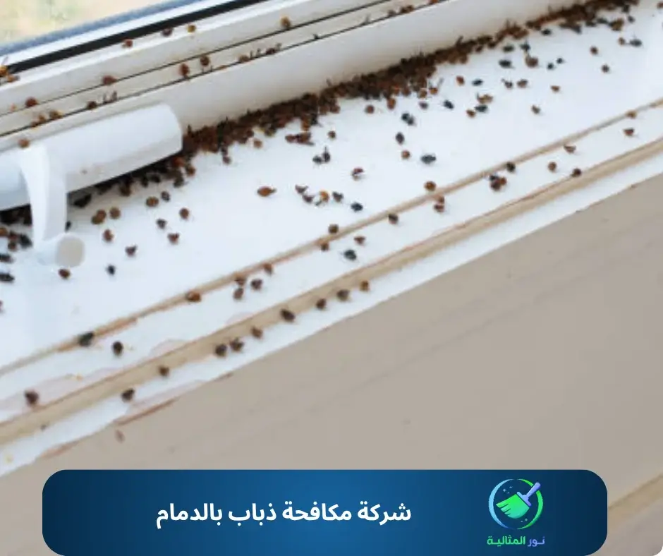 شركة مكافحة ذباب بالدمام