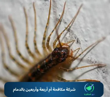 شركة مكافحة أم أربعة وأربعين بالدمام