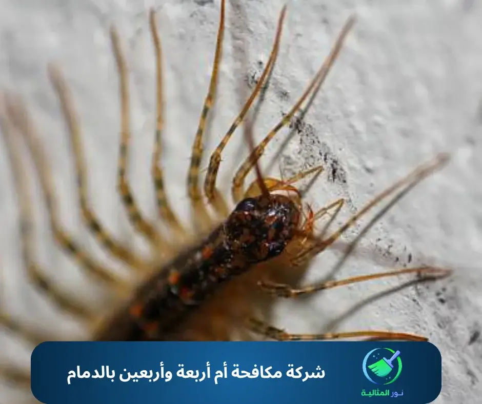 شركة مكافحة أم أربعة وأربعين بالدمام