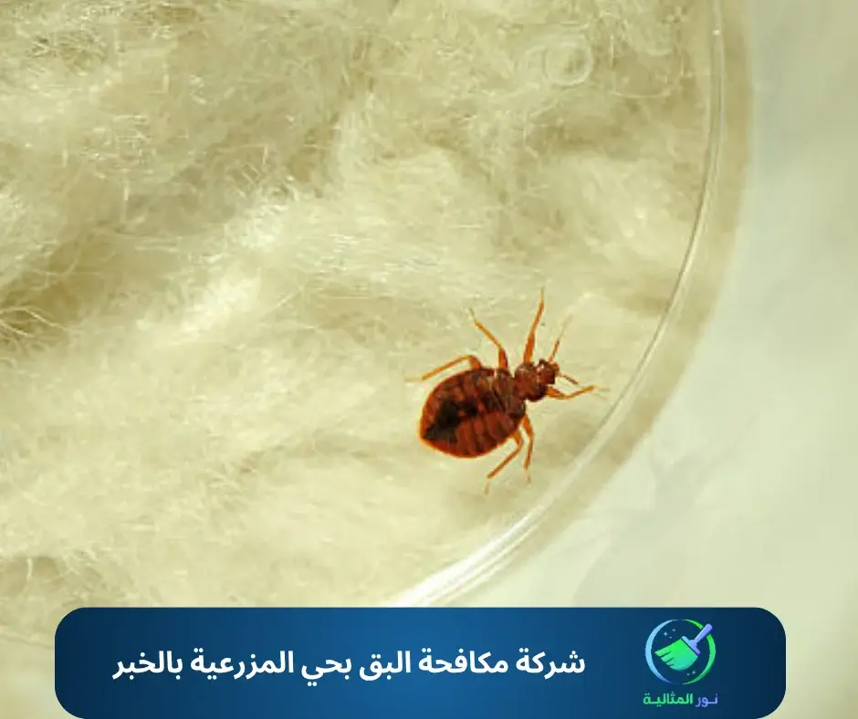 شركة مكافحة البق بحي المزرعية بالخبر