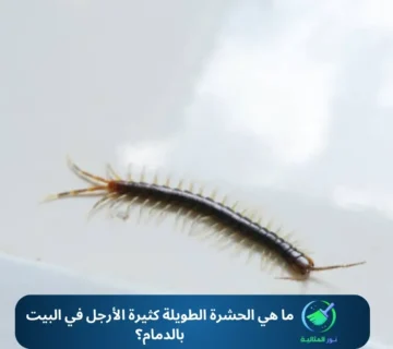 ما هي الحشرة الطويلة كثيرة الأرجل في البيت بالدمام؟