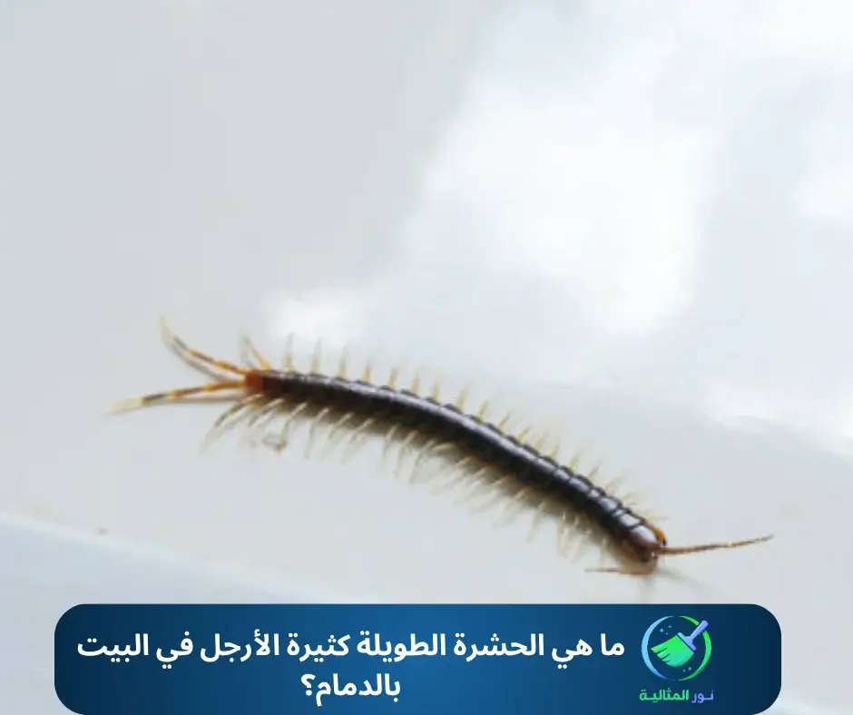 ما هي الحشرة الطويلة كثيرة الأرجل في البيت بالدمام؟