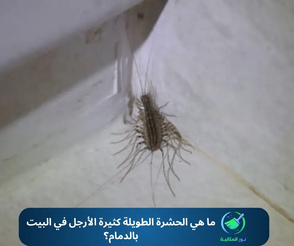 ما هي الحشرة الطويلة كثيرة الأرجل في البيت بالدمام؟