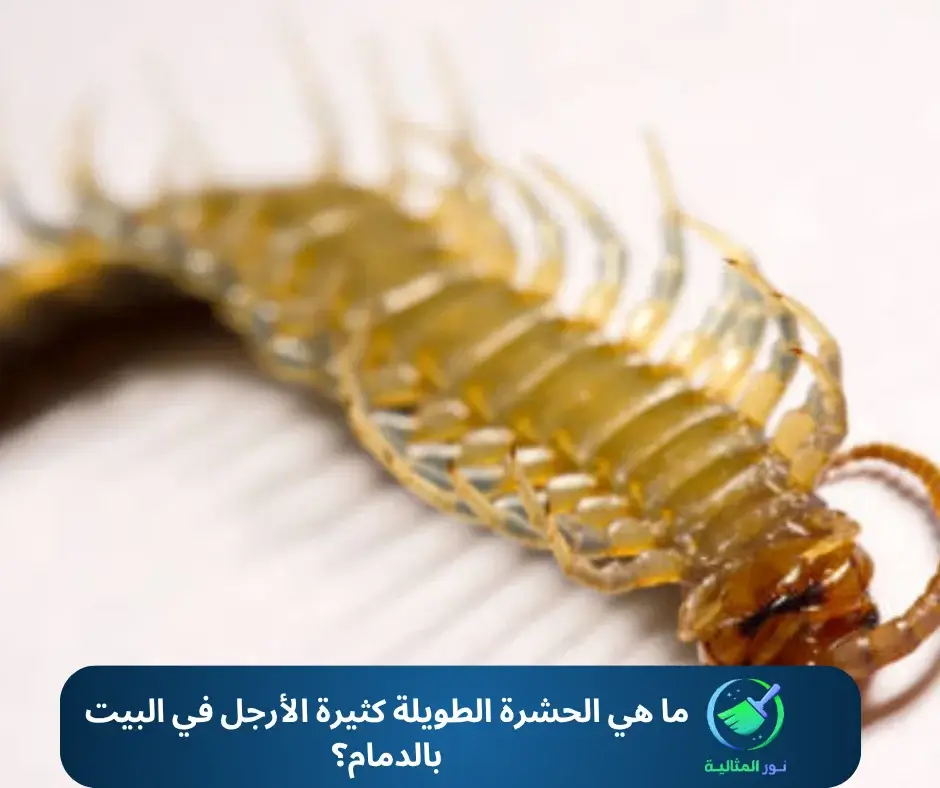 ما هي الحشرة الطويلة كثيرة الأرجل في البيت بالدمام؟