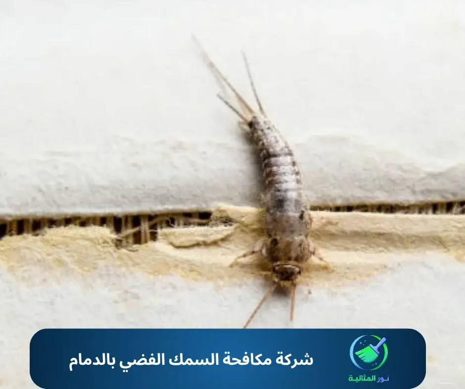 شركة مكافحة السمك الفضي بالدمام