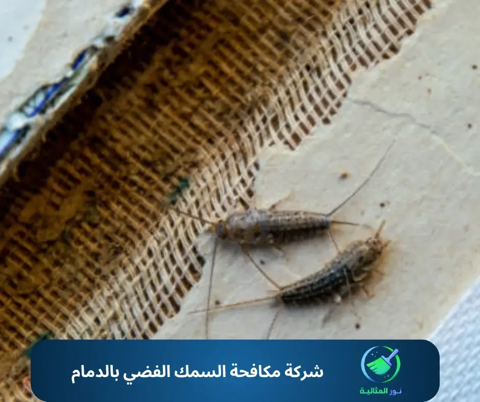 شركة مكافحة السمك الفضي بالدمام